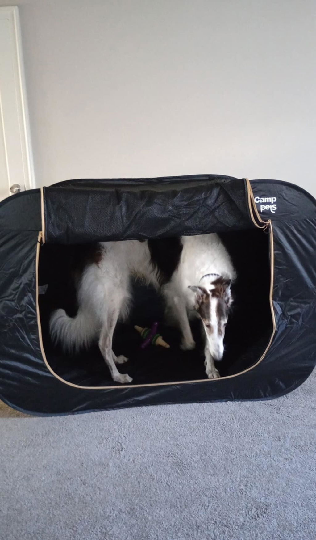 My dog loves it