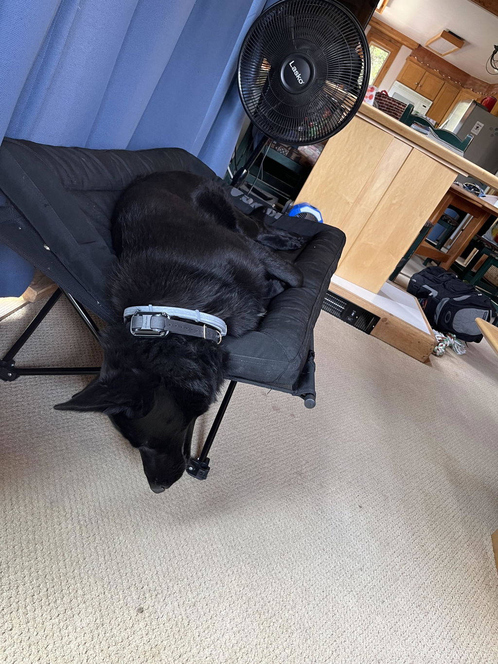 My dog loves it!